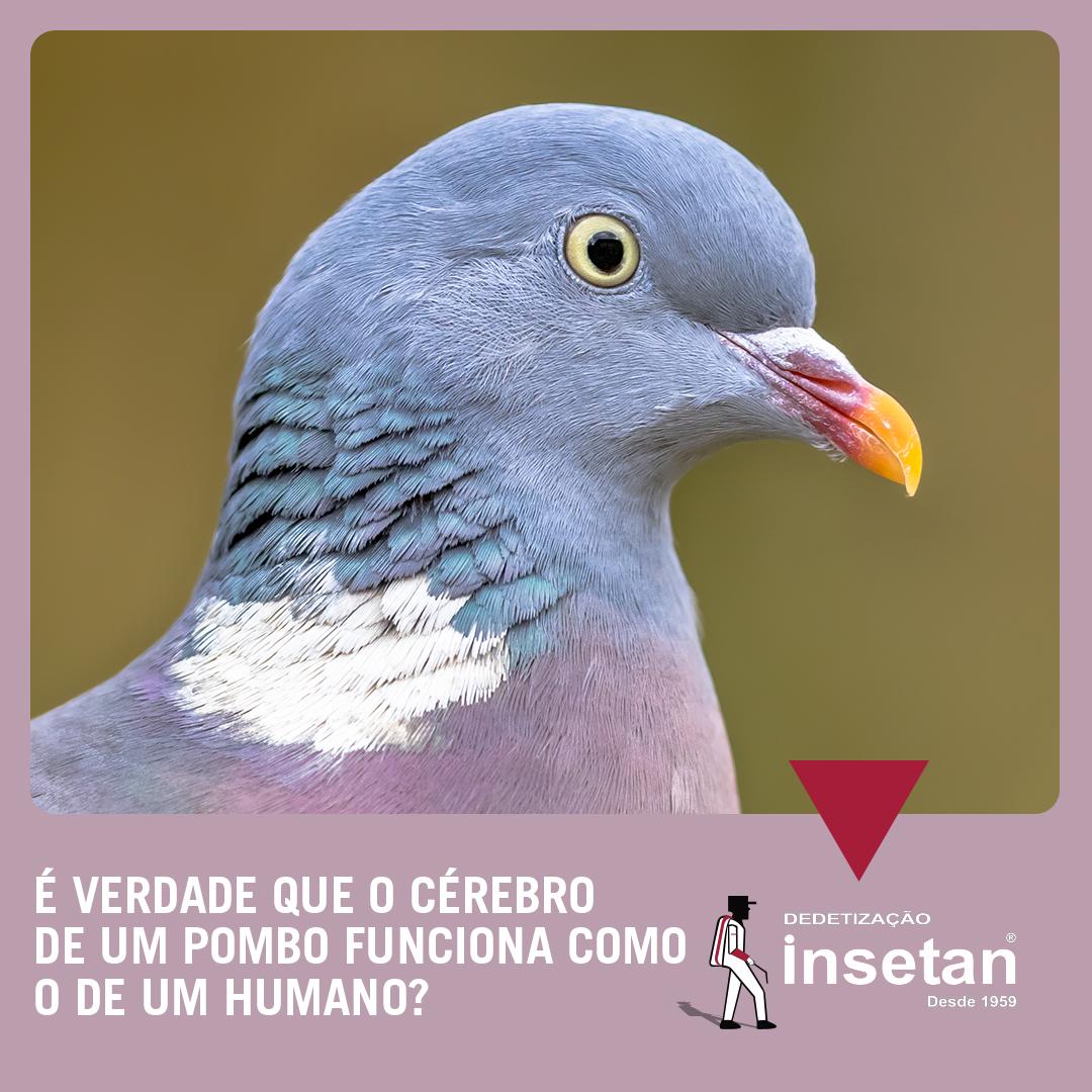 Cérebro de pombo funciona como o de um humano