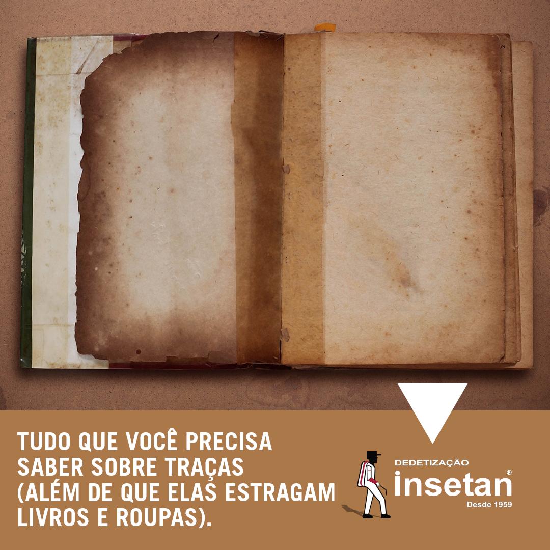 Traças - Dedetização Insetan